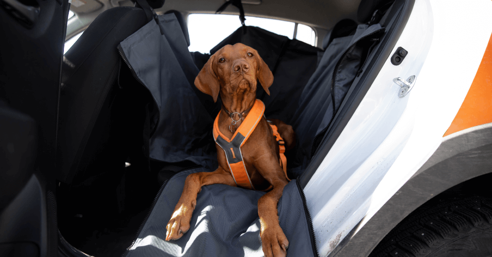The Best Vehicles for Dog Owners in 2025